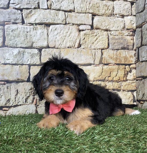 Photo of Ms. Peony the Mini-Bernedoodle puppy