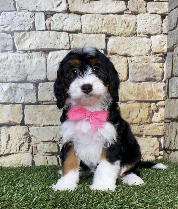Photo of Ms. Phoenix the Mini-Bernedoodle puppy