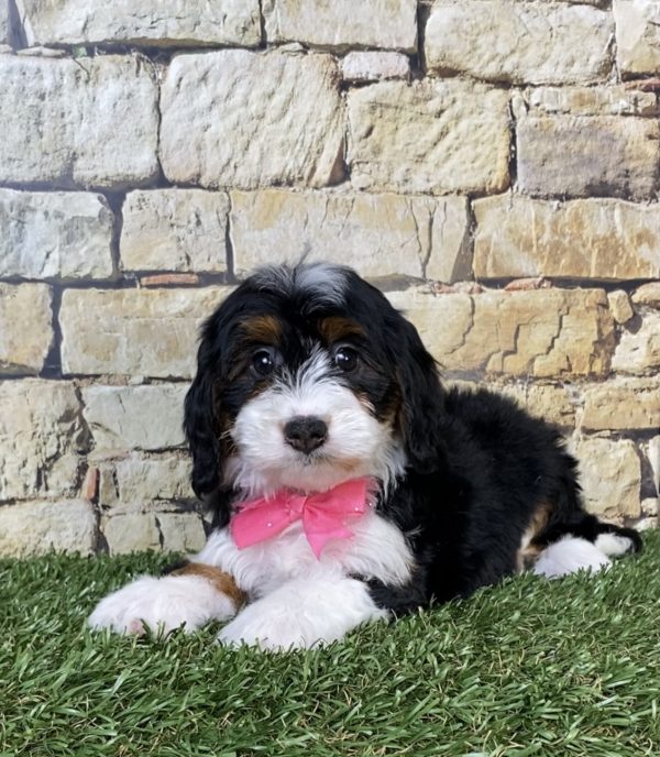 Photo of Ms. Phoenix the Mini-Bernedoodle puppy
