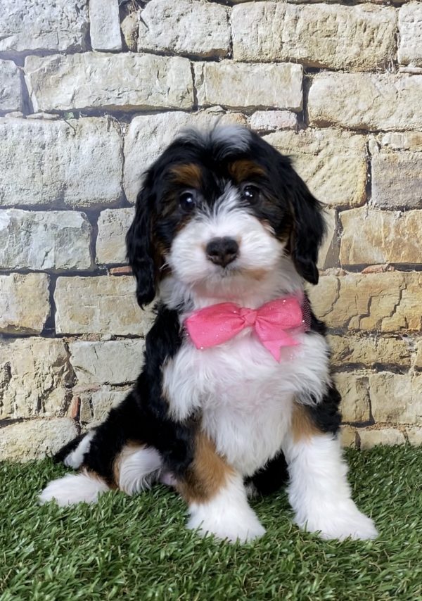 Photo of Ms. Phoenix the Mini-Bernedoodle puppy