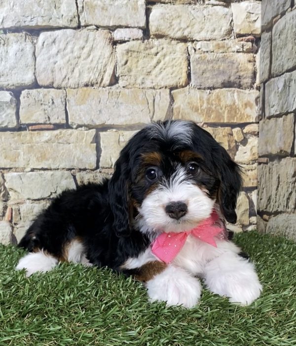 Photo of Ms. Phoenix the Mini-Bernedoodle puppy