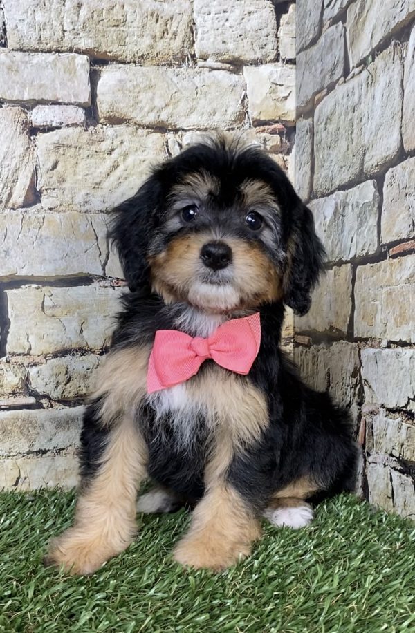 Photo of Ms. Princess the Mini-Bernedoodle puppy