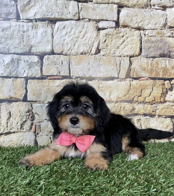 Photo of Ms. Princess the Mini-Bernedoodle puppy