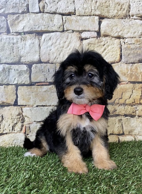 Photo of Ms. Princess the Mini-Bernedoodle puppy
