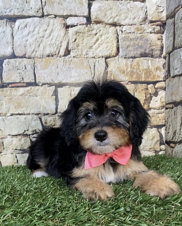 Photo of Ms. Princess the Mini-Bernedoodle puppy
