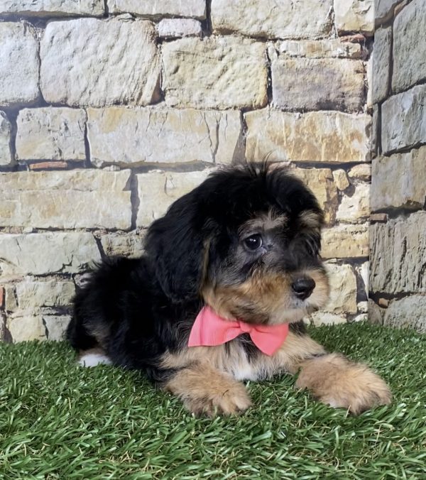 Photo of Ms. Princess the Mini-Bernedoodle puppy