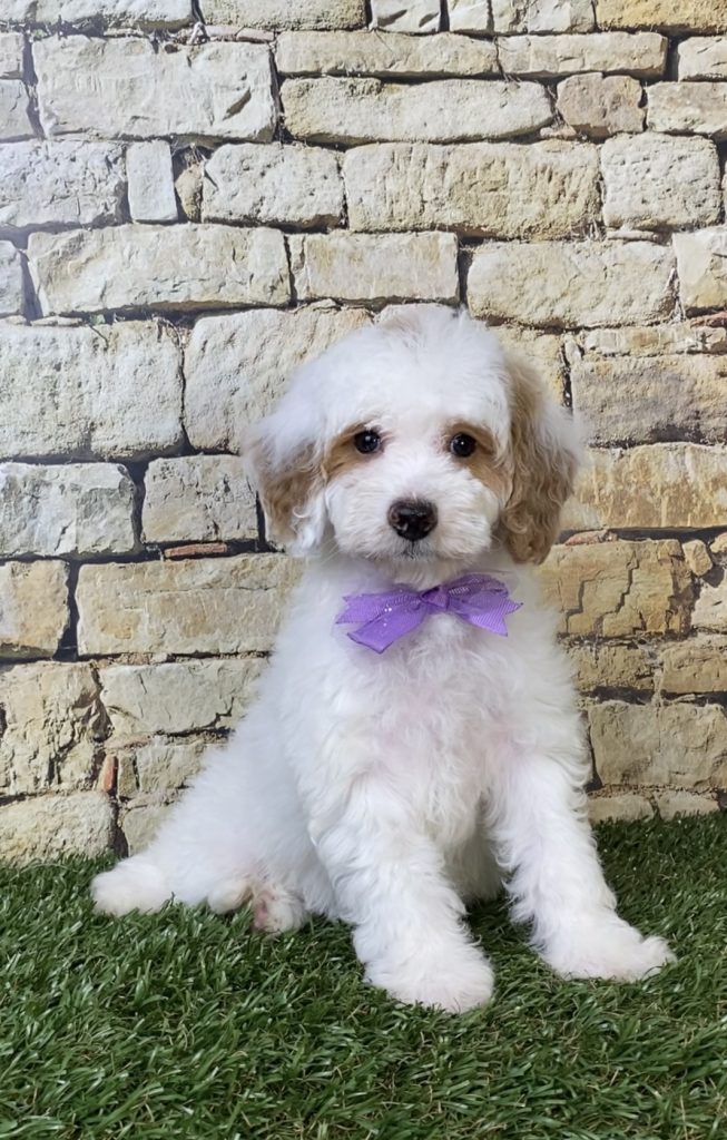 Photo of Ms. Sarah the F1B Micro Mini-Bernedoodle puppy