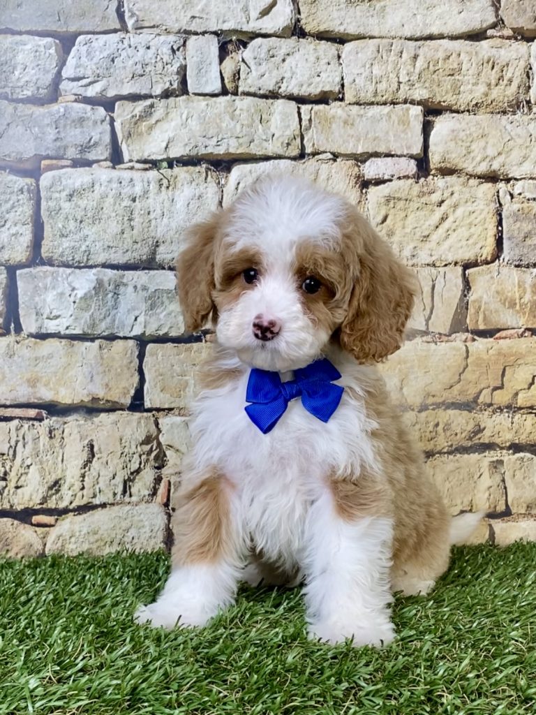Photo of Ms. Seth the F1B Micro Mini-Bernedoodle puppy