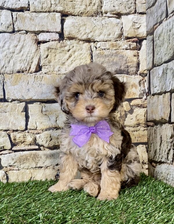 Ms. Tesla the Chocolate Merle F1B Mini-Bernedoodle puppy