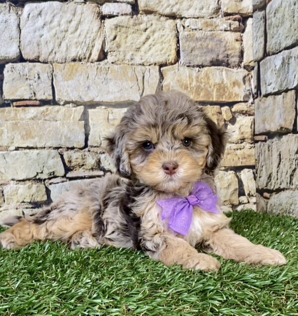 Photo of Ms. Tesla the F1B Micro Mini-Bernedoodle puppy