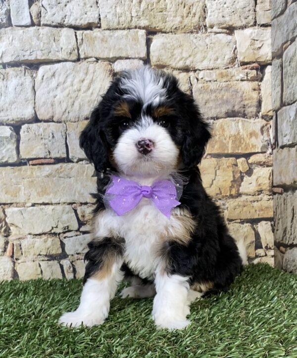 Photo of Ms. Tracy the F1B Micro Mini-Bernedoodle puppy