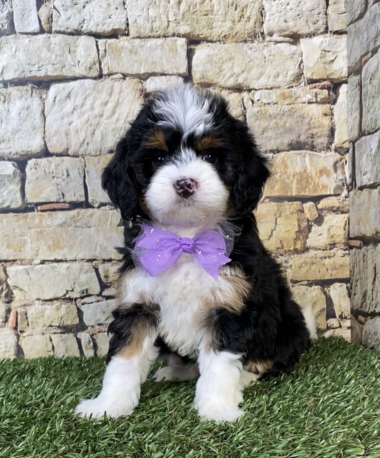 Photo of Ms. Tracy the F1B Micro Mini-Bernedoodle puppy