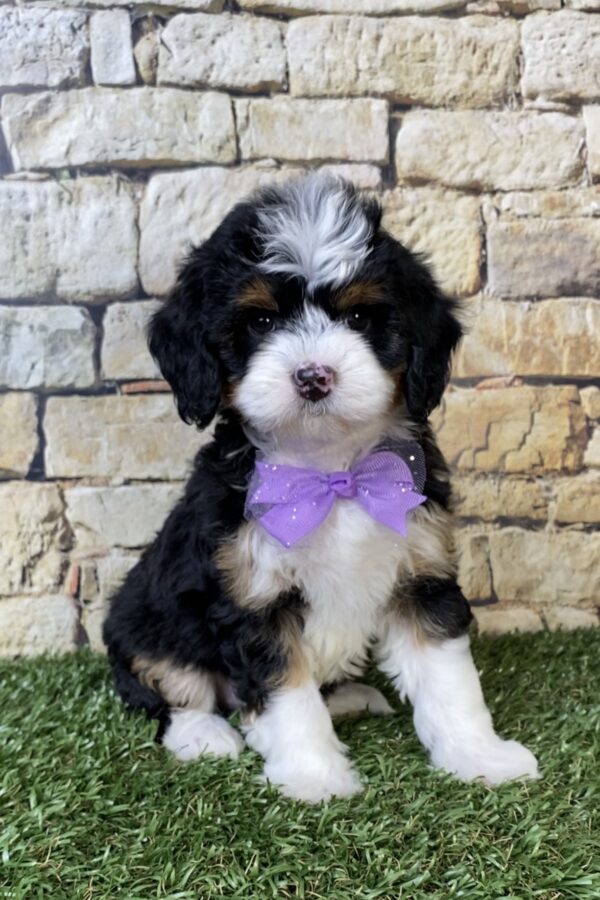 Photo of Ms. Tracy the F1B Micro Mini-Bernedoodle puppy