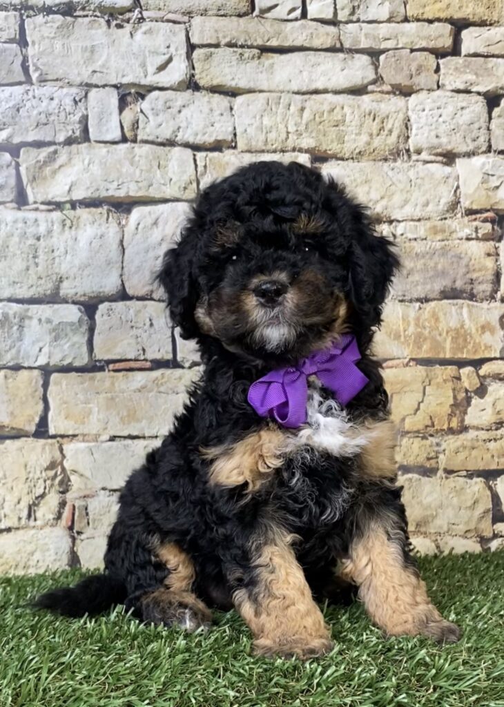Photo of Ms. Treasure the F1B Micro Mini-Bernedoodle puppy