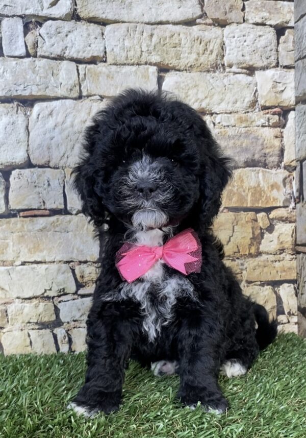 Ms. Twinkle the F1B Mini-Bernedoodle puppy