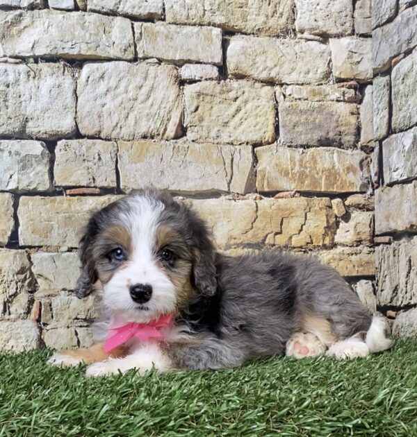 Ms. Waffles the F1B Mini-Bernedoodle puppy
