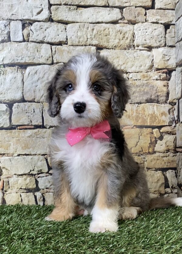 Photo of Ms. Waffles the F1B Micro Mini-Bernedoodle puppy
