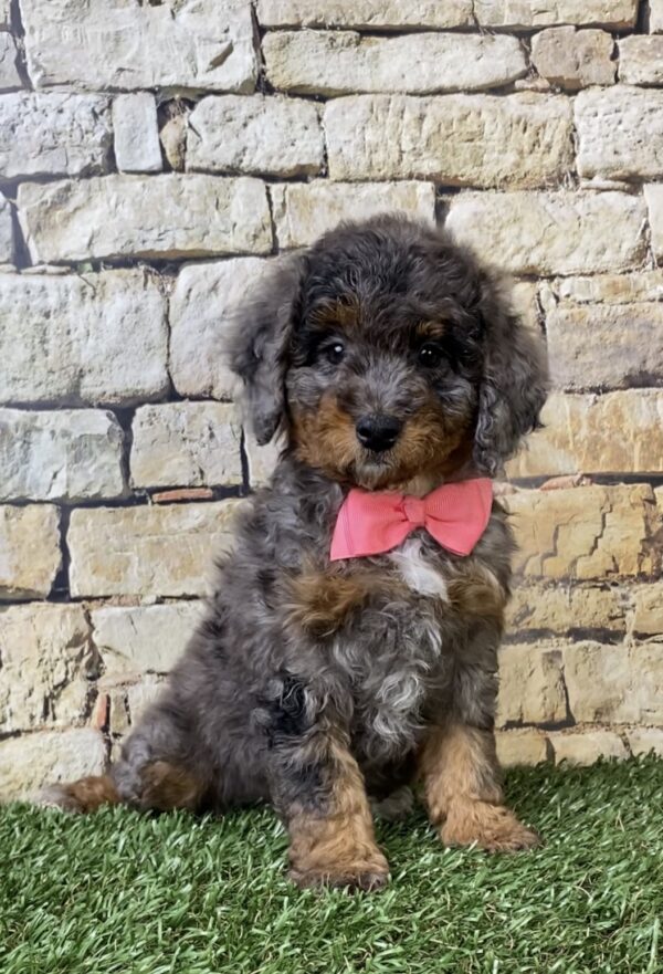 Photo of Ms. Wanda the F1B Micro Mini-Bernedoodle puppy