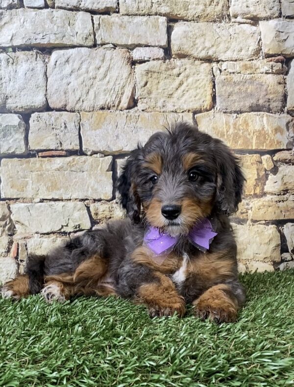 Photo of Ms. Wilma the F1B Micro Mini-Bernedoodle puppy