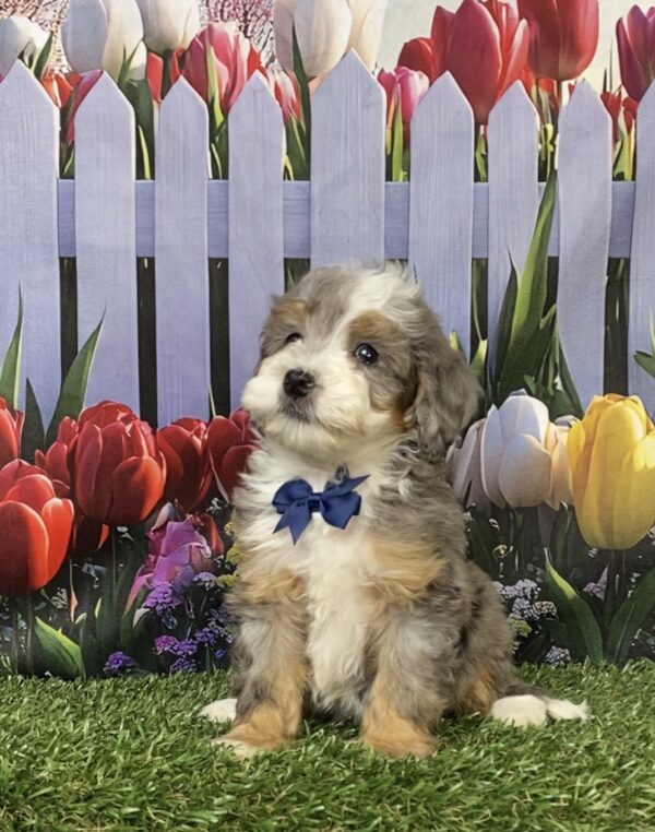 Photo of Mr. Banks the F1B Mini-Bernedoodle puppy