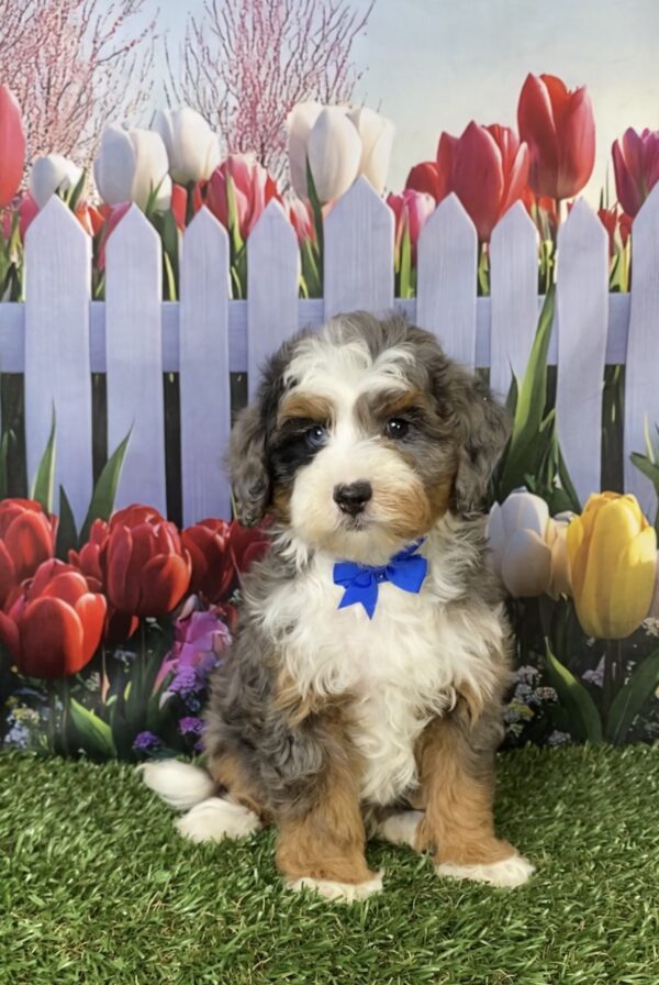 Mr. Boone the F1B Mini-Bernedoodle puppy
