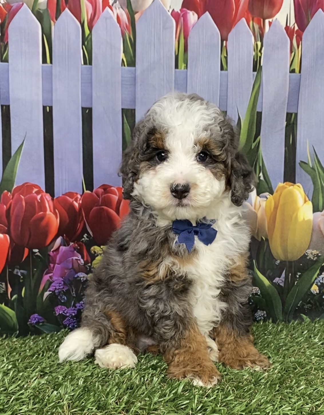 Photo of Mr. Buddy the F1B Mini-Bernedoodle puppy