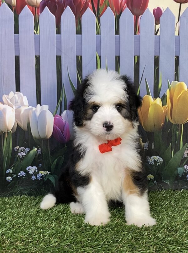 Photo of Mr. Dandy the Mini-Bernedoodle puppy