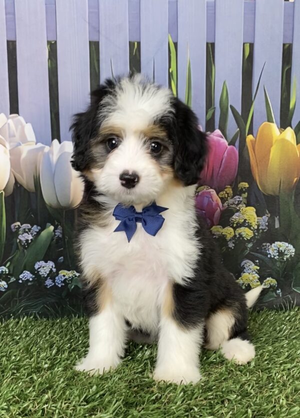 Photo of Mr. Deisel the Mini-Bernedoodle puppy