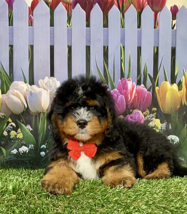 Mr. Duramax the Mini-Bernedoodle puppy