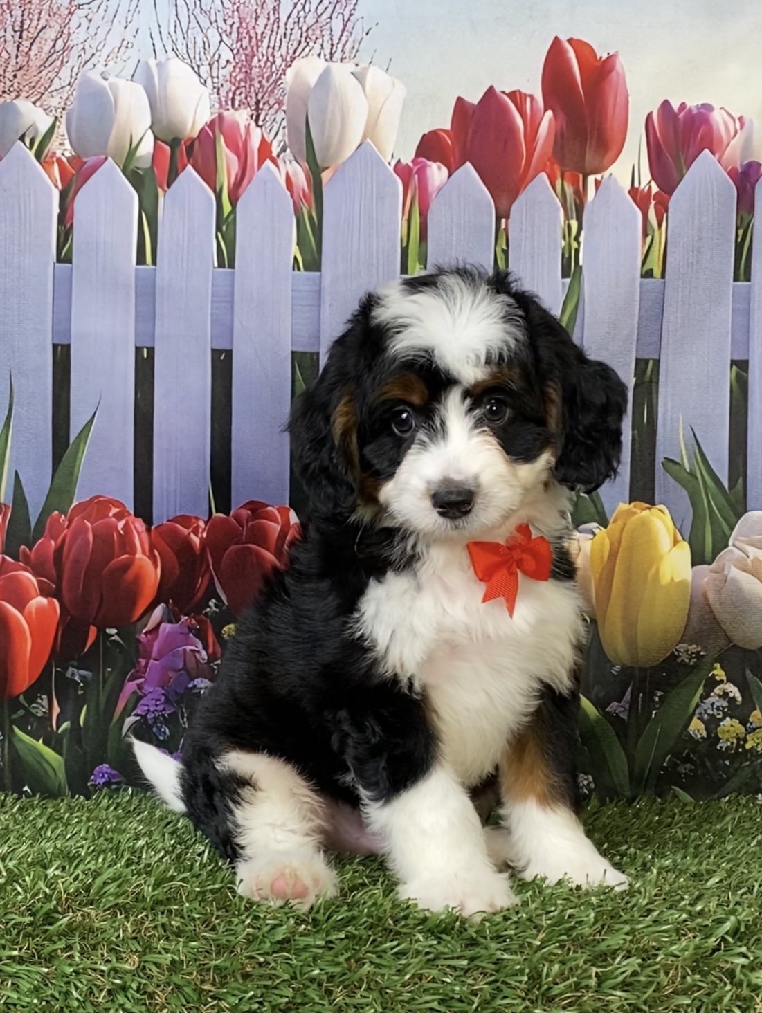 Photo of Mr. Felix the Mini-Bernedoodle puppy