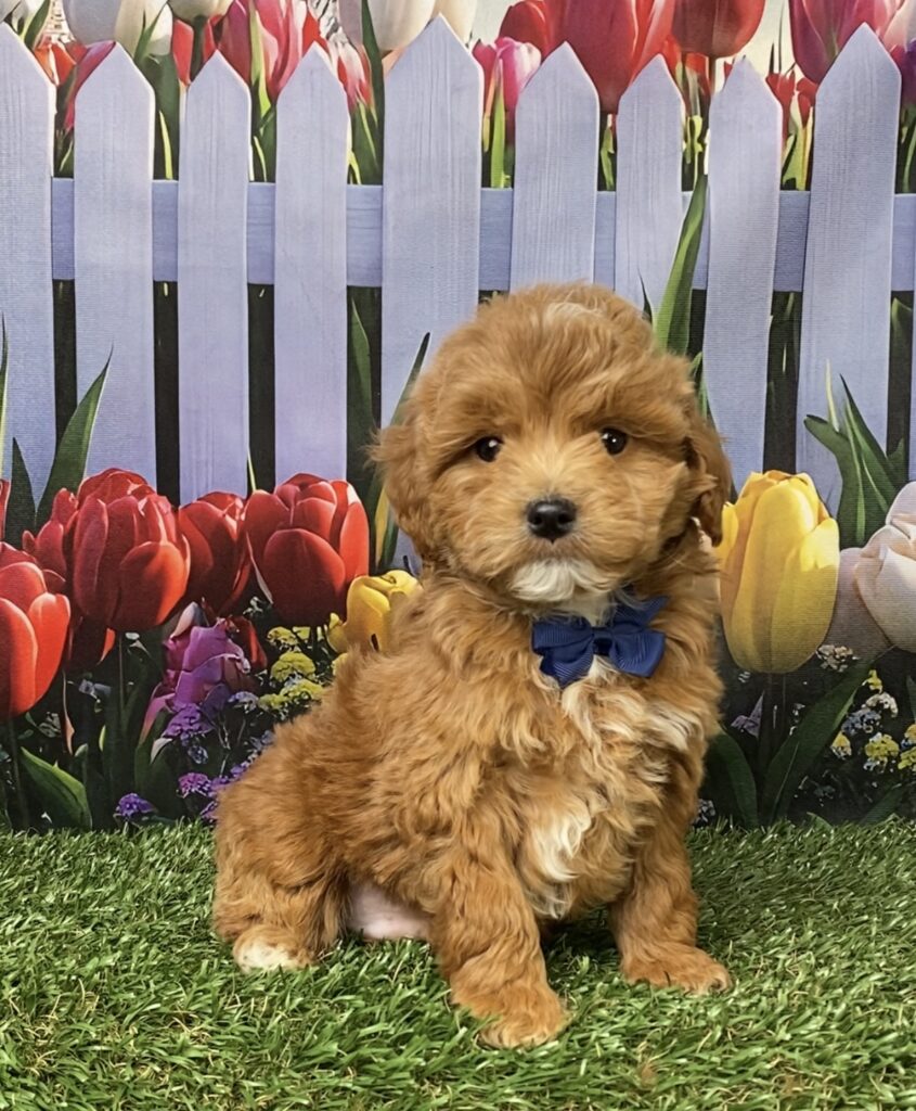 Photo of Mr. Gabe the F1B Micro Mini-Bernedoodle puppy