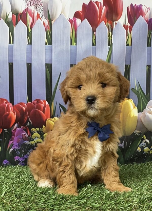 Mr. George  the F1B Micro Mini-Goldendoodle puppy