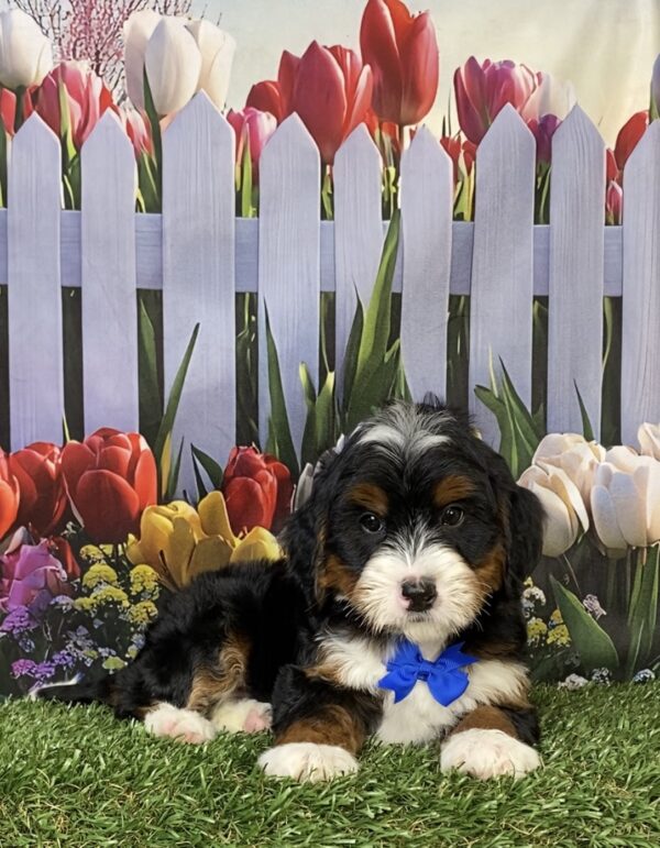 Photo of Mr. Happy the Mini-Bernedoodle puppy