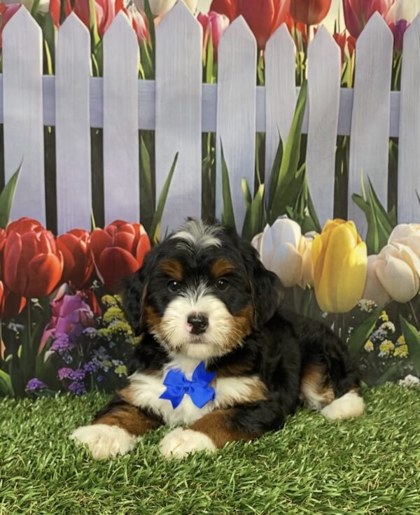 Photo of Mr. Happy the Mini-Bernedoodle puppy