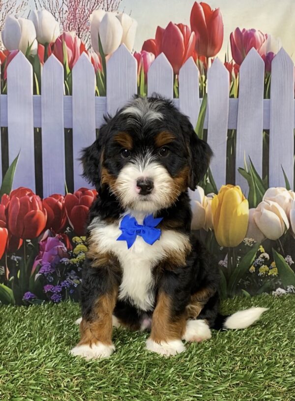 Photo of Mr. Happy the Mini-Bernedoodle puppy