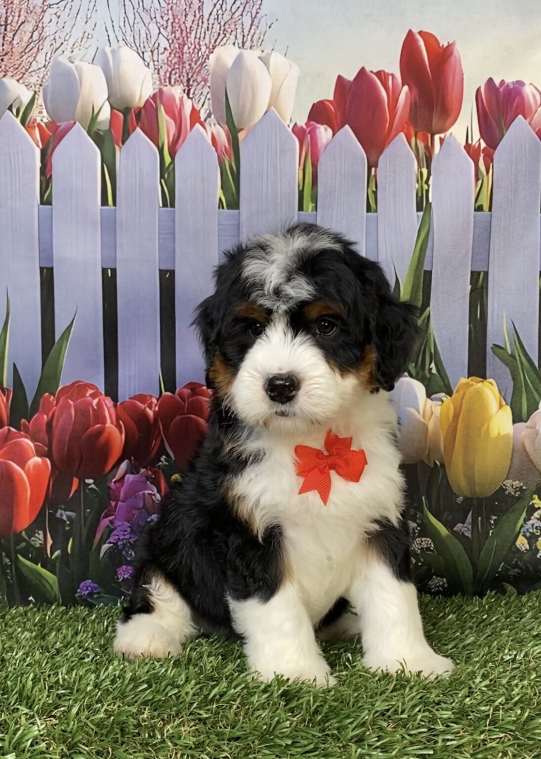 Photo of Mr. Hugo the Mini-Bernedoodle puppy