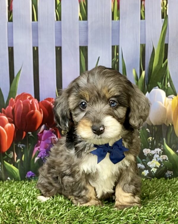 Mr. Loki the F1B Mini-Bernedoodle puppy