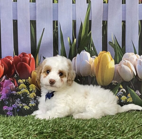 Photo of Mr. Mario the F1B Micro Mini-Bernedoodle puppy