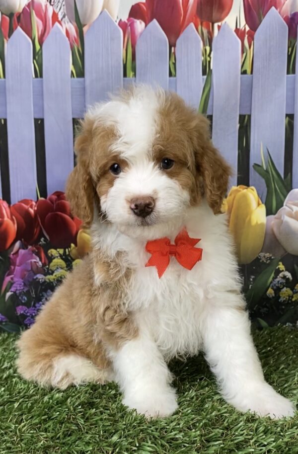 Mr. Max the F1B Micro Mini-Bernedoodle puppy