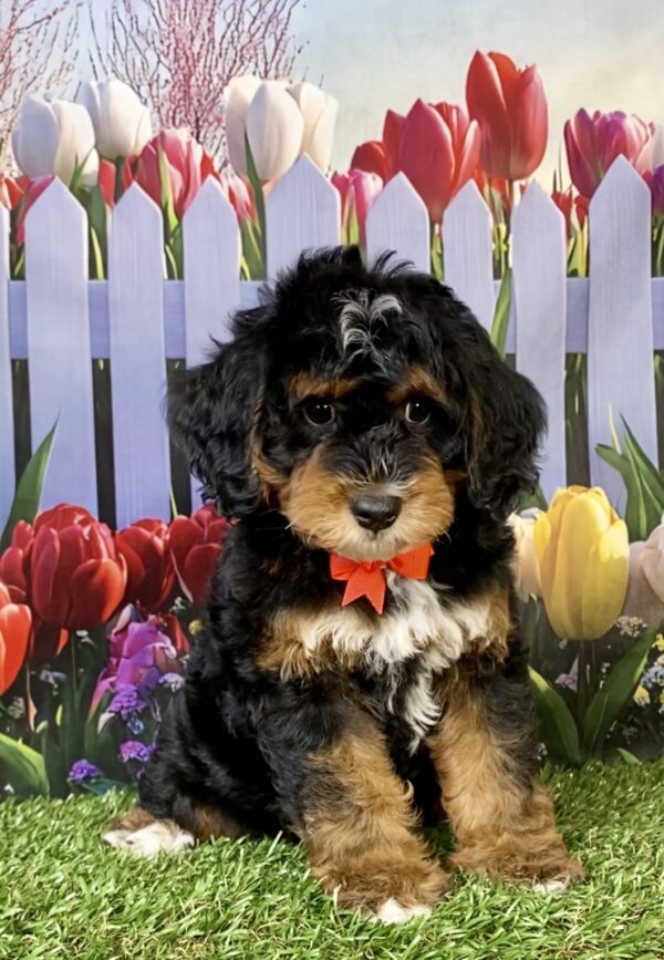 Photo of Mr. Moose the F1B Mini-Bernedoodle puppy