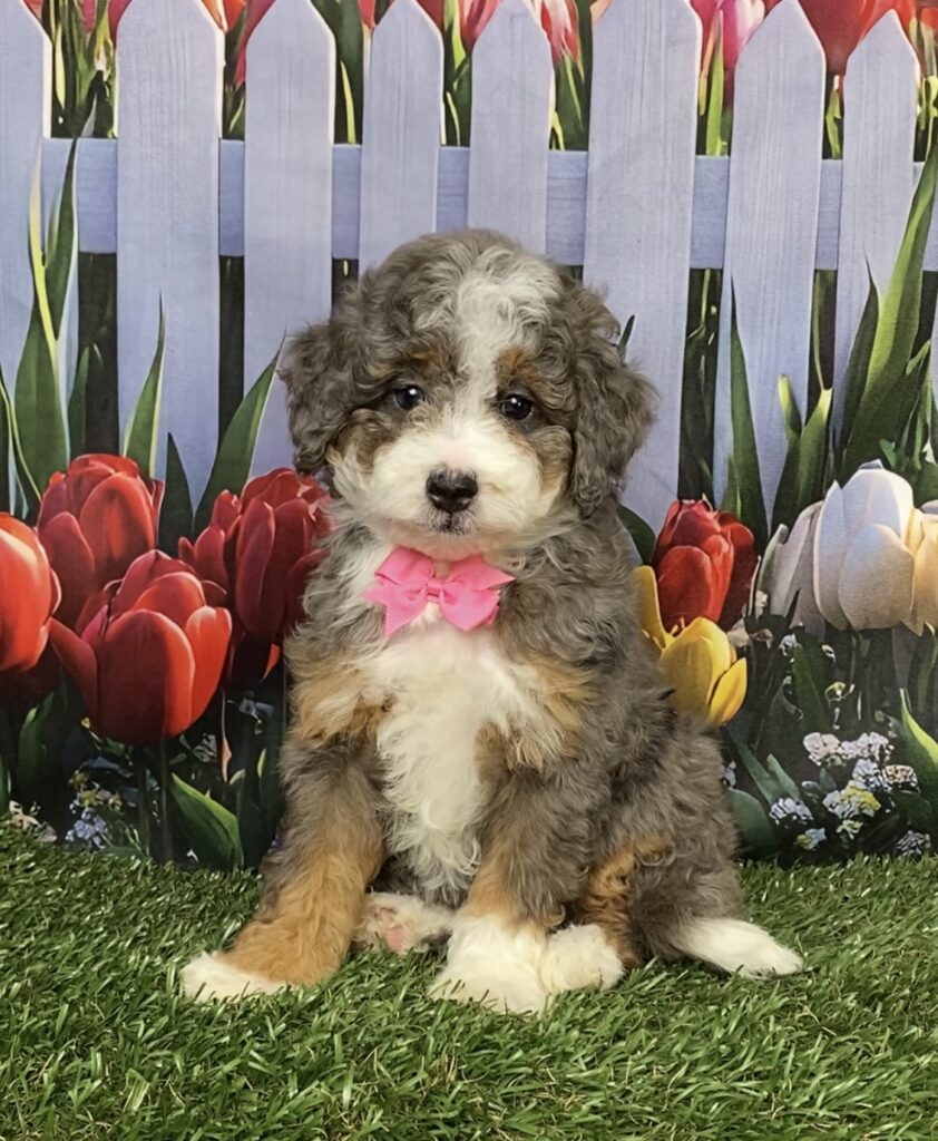 Photo of Ms. Blossom the F1B Mini-Bernedoodle puppy
