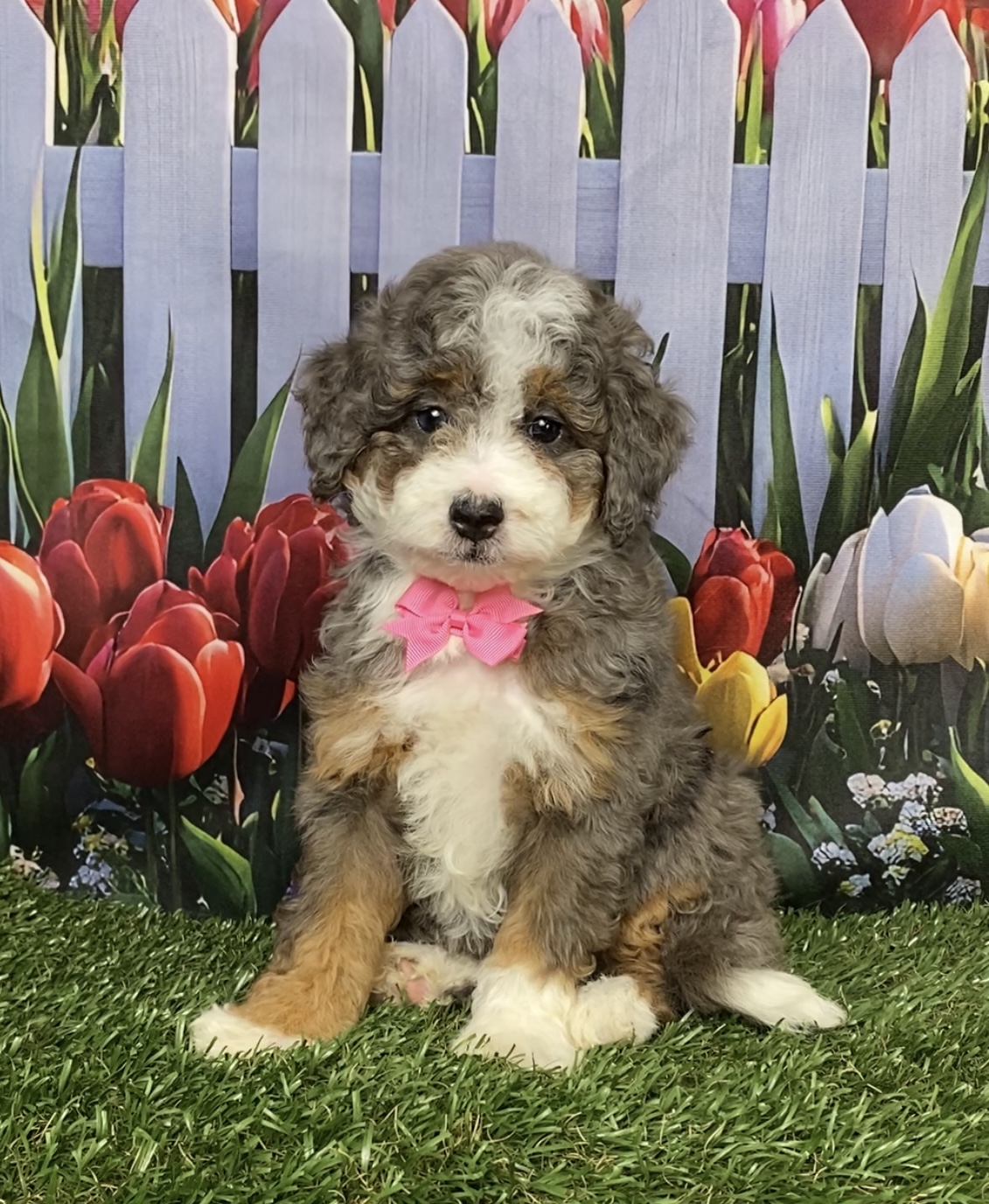 Photo of Ms. Blossom the F1B Mini-Bernedoodle puppy
