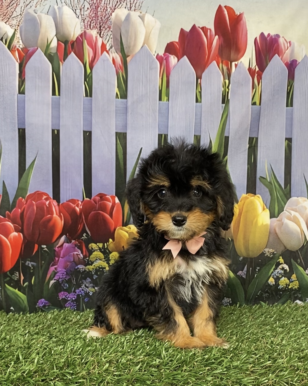 Photo of Ms. Corrie the Mini-Bernedoodle puppy