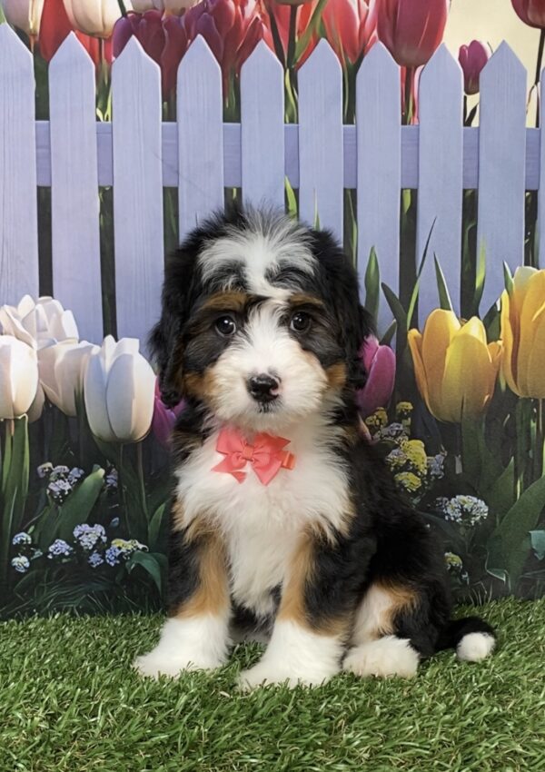 Ms. Daisy the Mini-Bernedoodle puppy