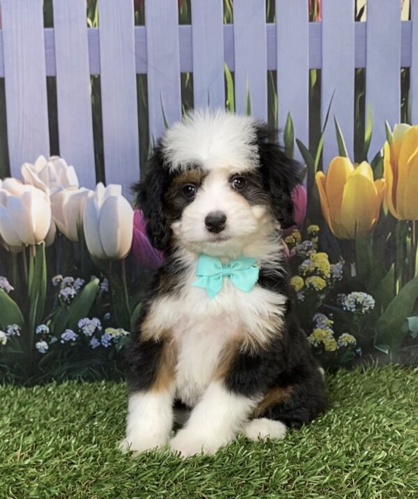 Photo of Ms. Dixie the Mini-Bernedoodle puppy