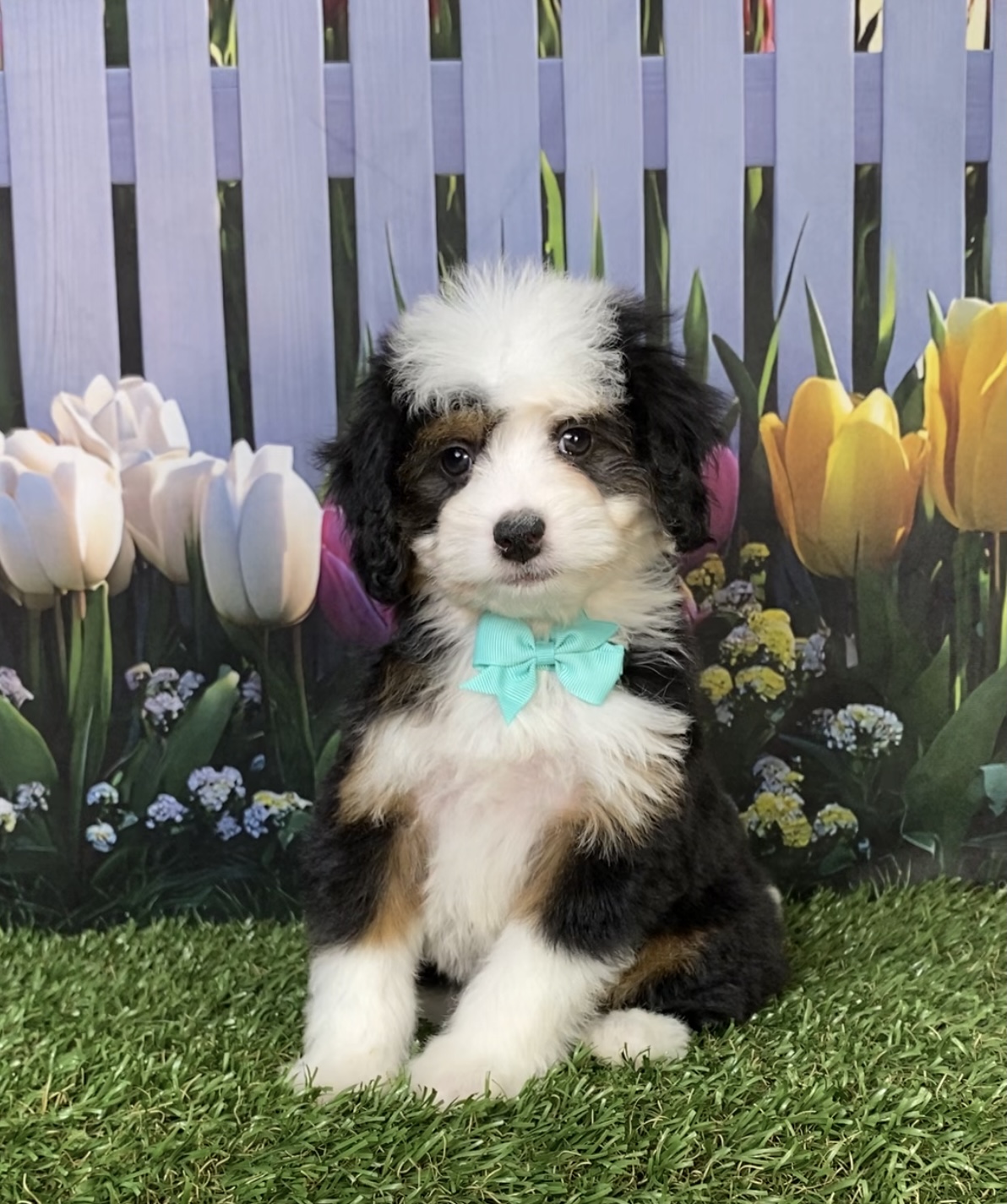 Photo of Ms. Dixie the Mini-Bernedoodle puppy