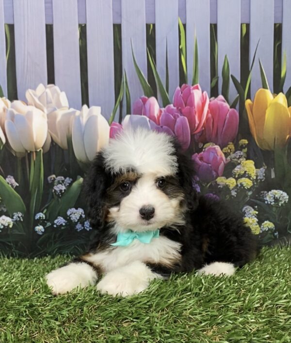 Photo of Ms. Dixie the Mini-Bernedoodle puppy