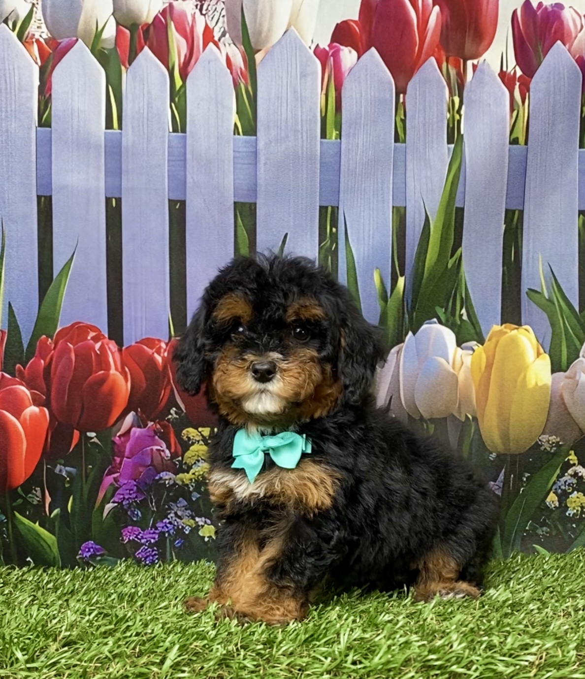 Photo of Ms. Etsy the F1B Mini-Bernedoodle puppy
