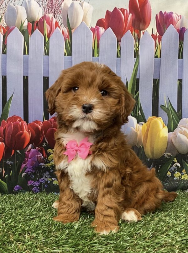 Ms. Gina the F1B Micro Mini-Goldendoodle puppy