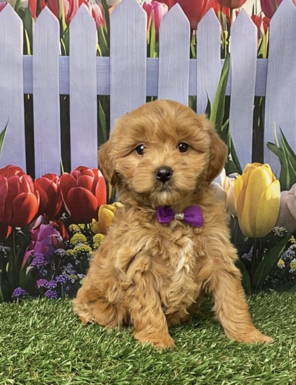 Ms. Gloria the F1B Micro Mini-Goldendoodle puppy